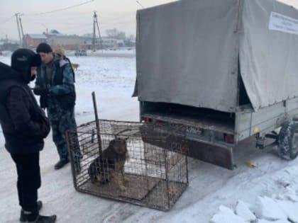 Глава Черногорска призывает жителей города к ответственному отношению к бездомным животным