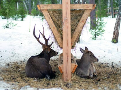 Дикие животные Хакасии нуждаются в подкормке, особенно сейчас - в зимнее время, когда световой день короткий и природных источников пищи не хватает.