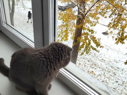 Неделя сохранения душевного комфорта в Хакасии