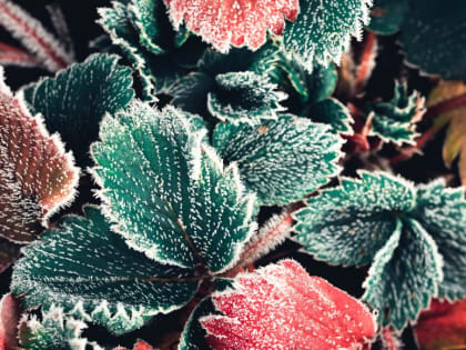 Предупреждение о заморозках в Хакасии