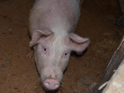 На красноярском предприятии выявили вирус африканской чумы