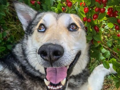 Шесть жителей Хакасии получили собак-поводырей