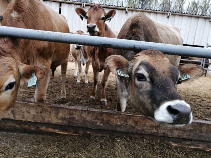 В Хакасии продолжается вакцинация скота от узелкового дерматита и сохраняются ограничительные меры в районах