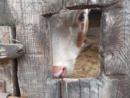 Узелковый дерматит выявили в большом хозяйстве Аскизского района Хакасии