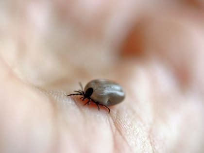 Еще 8 человек заболели после укусов клещей в Хакасии