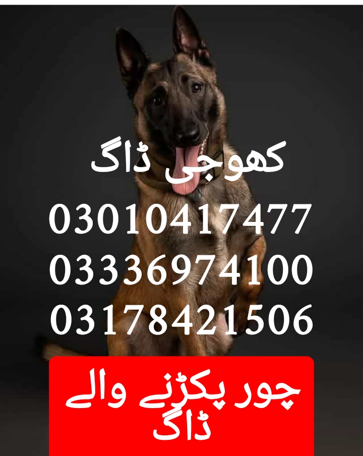 Army dog center 03010417477