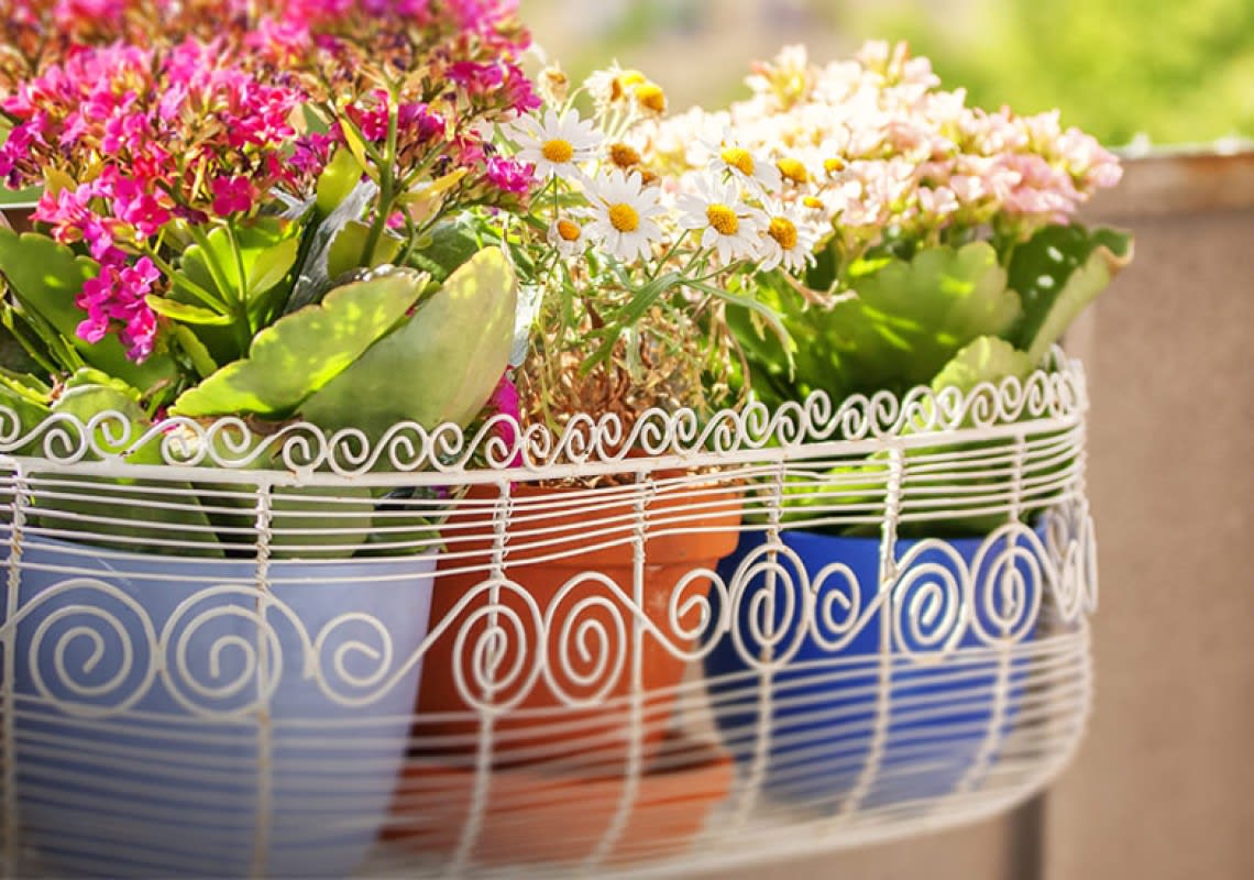 How To Spice Up Your Balcony With Plants