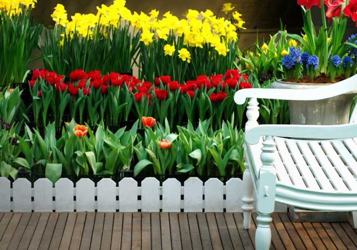 Give Your Lawn A Blooming Look Learn How