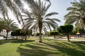 حي النخيل