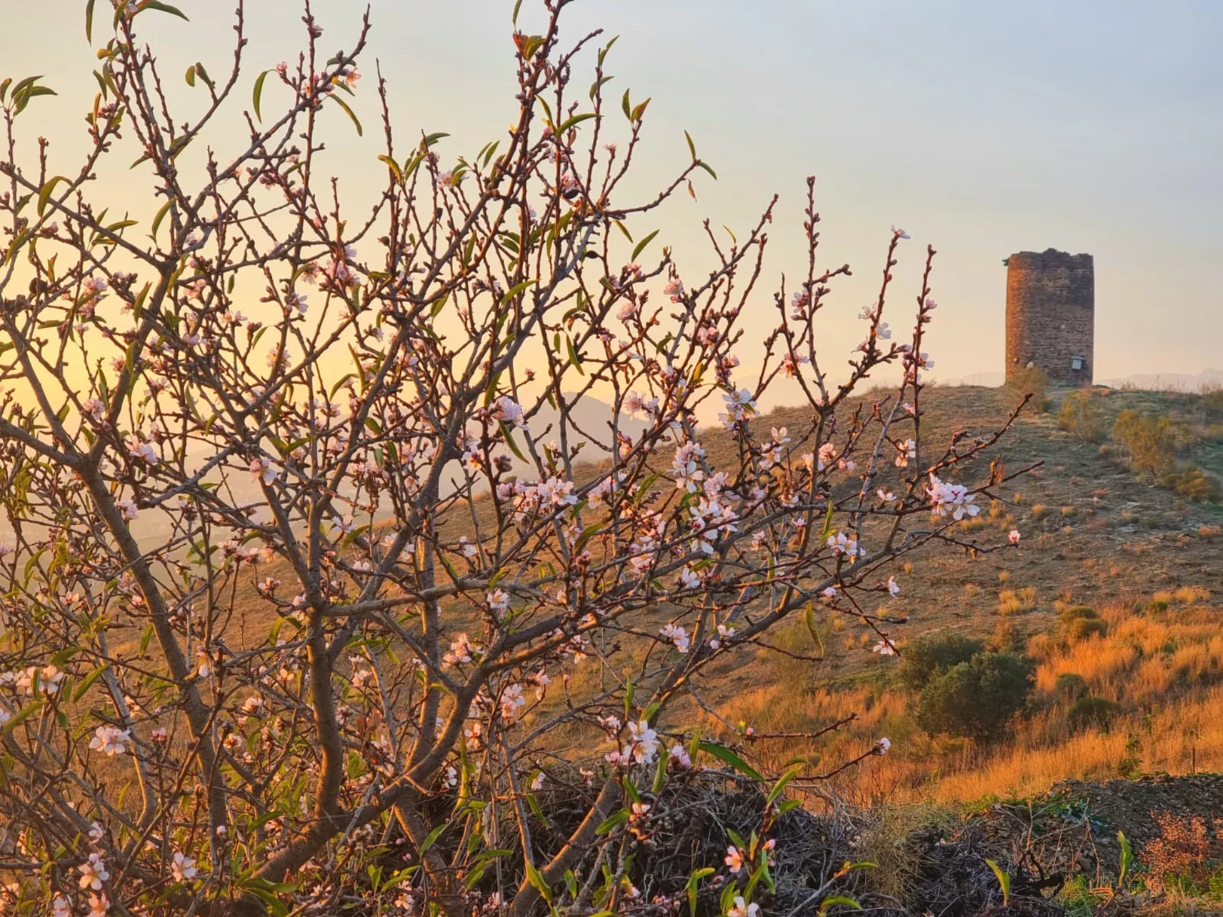 Atalaya
