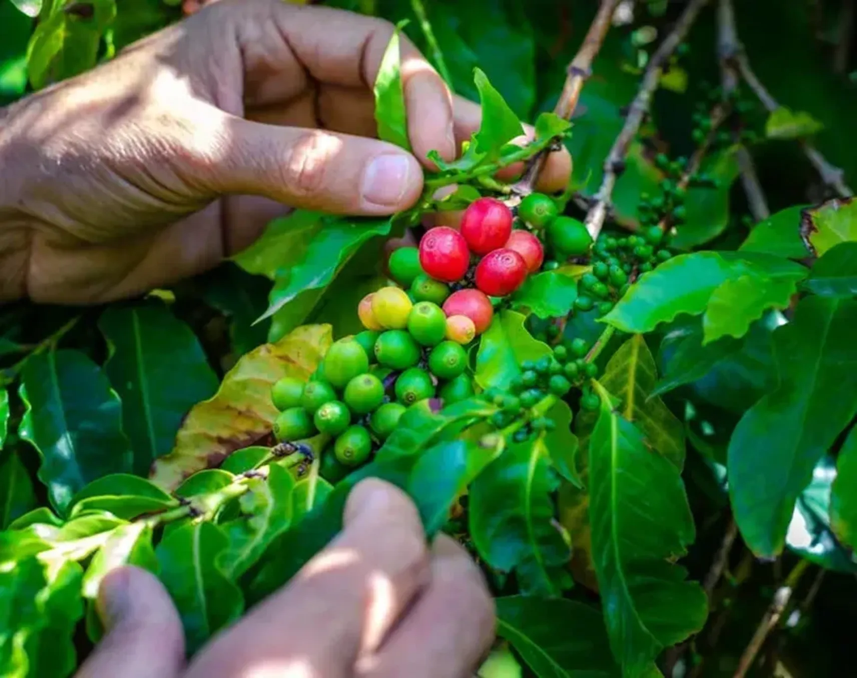 Finca Cafe La Herradura
