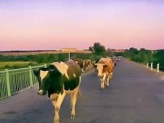 Депутат Госдумы от Волгоградской области раскрыл молочный заговор российского масштаба, - «Блокнот - Волгограда»