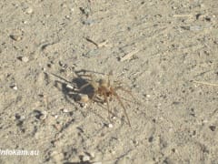 Засухи в Волгоградской области повторяются чаще и становятся сильнее