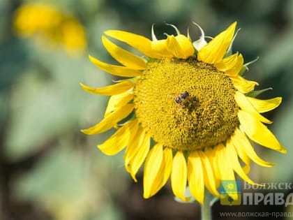 Волгоградская область вошла в семерку лучших экспортёров сельхозпродукции России