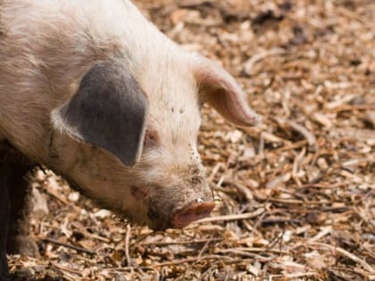 В городе Суровикино Волгоградской области выявлена вспышка африканской чумы свиней