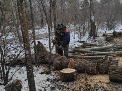 В Волжском проводится снос сухостоя вдоль городских дорог