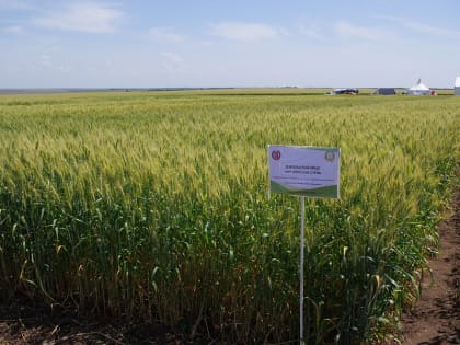 В Волгоградской области аграрии завершают сев технических культур