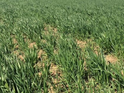 В Волгоградской области эксперты оценивают состояние озимых культур