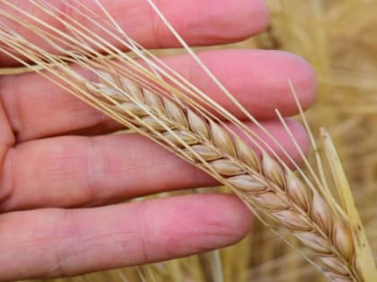 В Волгоградской области более 370 тыс. тонн зерна отправлено на экспорт в Иран