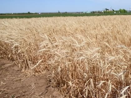 В Волгоградской области оценили состояние озимых культур