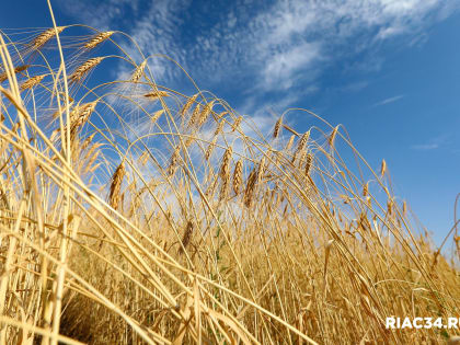 Волгоградские аграрии делают ставку на производство высококачественной озимой пшеницы