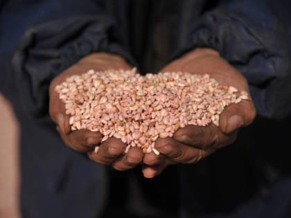 Волгоградцам в Роспотребнадзоре рассказали о пользе зернобобовых культур