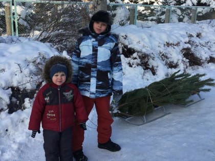 Рекомендации по организации сбора натуральных деревьев после новогодних праздников