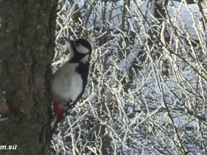 Какой будет погода на Новый год в Камышине
