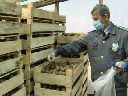 Волгоградская область наращивает объемы экспорта моркови и шрота