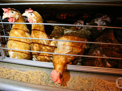 Яйца, куры и свинина повлияли на инфляцию в Волгоградской области