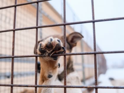 В Роспотребнадзоре рассказали о ситуации с бешенством в Волгоградской области