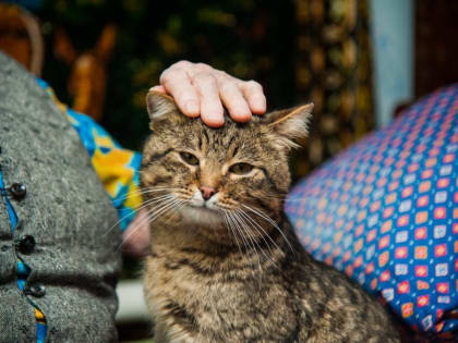Эксперты рассказали, как домашние животные влияют на мозг пожилых людей