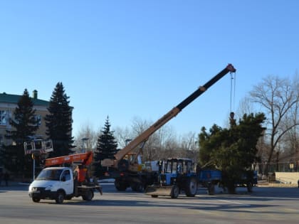 В центре Жирновска поставили главную новогоднюю ель