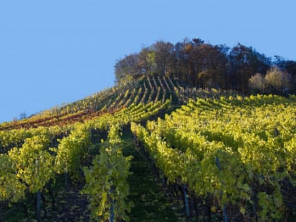 В Волгоградской области займутся развитием виноградарства