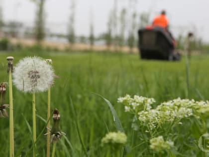 Больше 700 волгоградцев подверглись нападению клещей