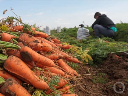 Волгоградкам посоветовали есть морковь против рака груди