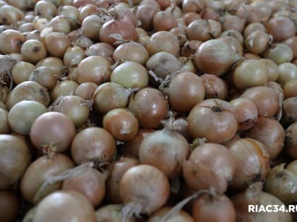 Волгоградские овощеводы  завершили сев лука