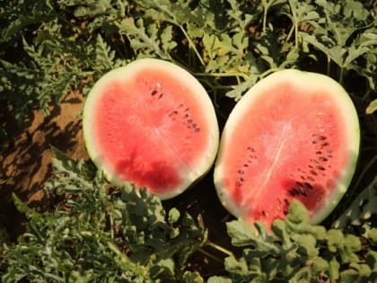 В Волгоградской области за год урожай ягод и плодов вырос на 8%