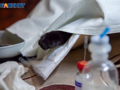 Под Волжским ввели карантин из-за бешенного кота