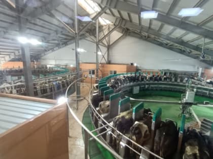 В 2022 году в Волгоградской области надоили 587,9 тысячи тонн молока