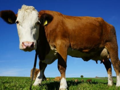 В Волгоградской области аграрии хотят реализовать 185 проектов в 2024 году