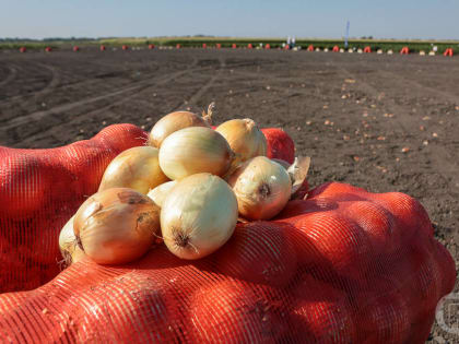Тонна семян поступила в Волгоград из Италии