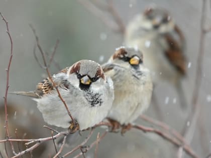 Крутое температурное «пике» спрогнозировали синоптики в Волгограде