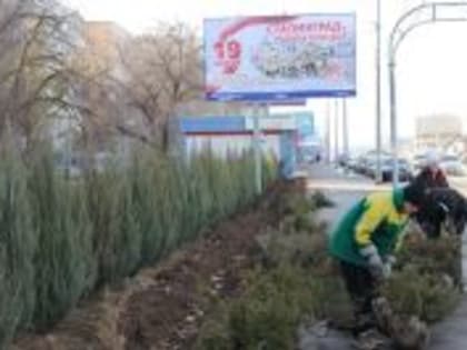Озеленение улиц Волгограда: новые хвойные деревья и кустарники