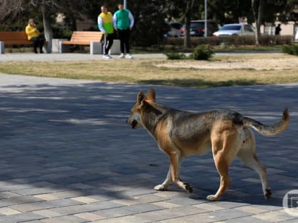 Врачи рассказали об опасности укуса бродячей собаки за мизинец