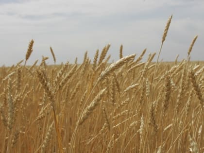 «Росгосстрах» в Волгограде застраховал урожай зерновых крупного агрохолдинга на 933 млн рублей