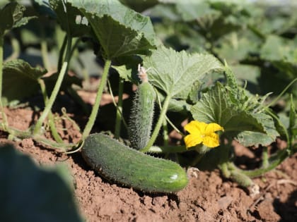 В Волгоградской области началась уборка ранних овощей