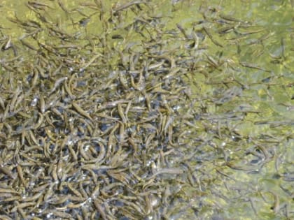 В Волгограде запустят производство бюджетных кормов для рыбы