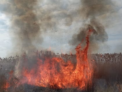 В Волжском проводится контролируемый отжиг сухой растительности