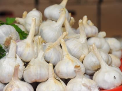 Эксперты заявили, что чеснок эффективен в борьбе с онкологией